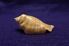 Gibberulus gibberulus