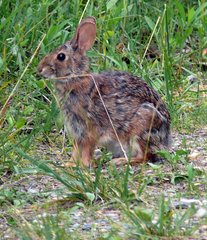 Sylvilagus obscurus
