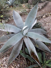 Agave guiengola