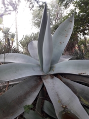Agave guiengola