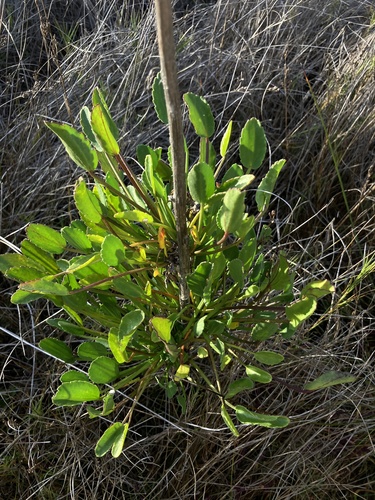 Lawrencia spicata observed 2025-06-23