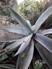 Agave guiengola