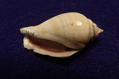 Gibberulus gibberulus