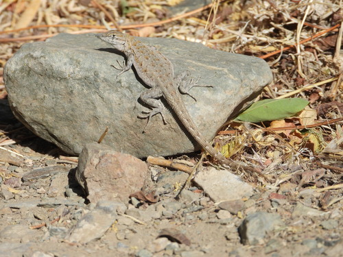 iNaturalist observation photo of Common Side-blotched Lizard