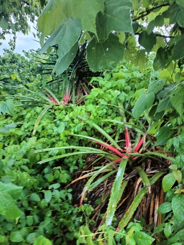 Bromelia hemispherica (Bromelia hemispherica)