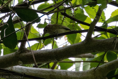 Pachysylvia aurantiifrons