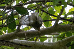 Pachysylvia aurantiifrons