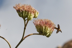 Agave palmeri