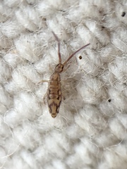 Entomobrya katzi