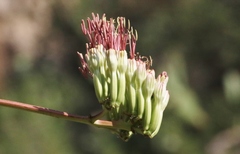 Agave palmeri