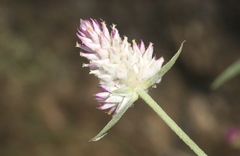 Gomphrena sonorae