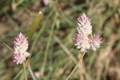 Gomphrena sonorae