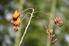 Erythrina fusca
