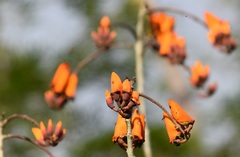 Erythrina fusca