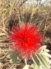 Calliandra dysantha