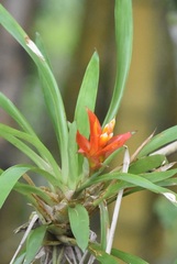 Guzmania lingulata