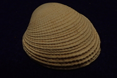 Periglypta reticulata