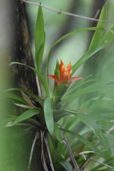 Guzmania lingulata