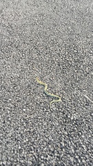 Thamnophis cyrtopsis ocellatus