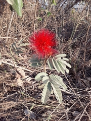Calliandra dysantha