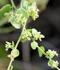 Cryptocarpus pyriformis