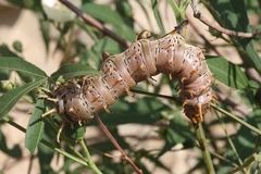 Citheronia splendens sinaloensis