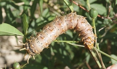 Citheronia splendens sinaloensis