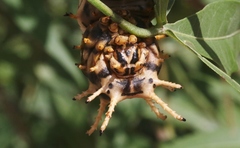Citheronia splendens sinaloensis