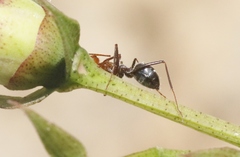 Myrmecocystus melliger