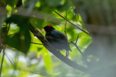 Chiroxiphia lanceolata