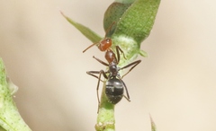 Myrmecocystus melliger