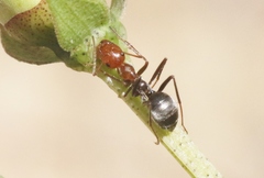 Myrmecocystus melliger