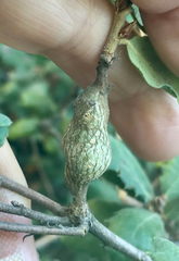 Andricus chrysolepidicola