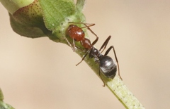 Myrmecocystus melliger
