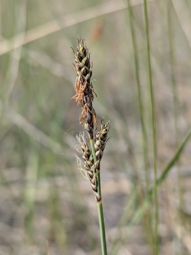 Carex parryana