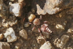 Dasymutilla dilucida