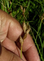 Carex scoparia