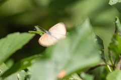 Mestra hersilia
