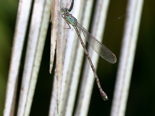 Slender Reedling photo 3