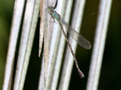 Indolestes tenuissimus