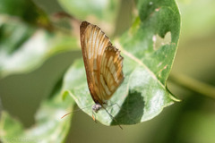 Mestra hersilia
