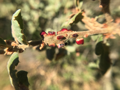 Disholcaspis mellifica