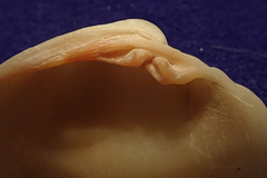 Periglypta reticulata