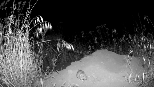 Great Basin Pocket Mouse