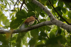 Pachyramphus homochrous