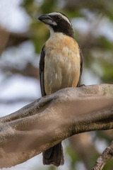 Saltator orenocensis