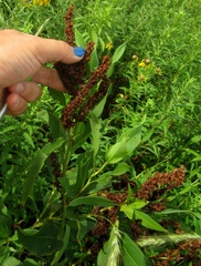 Rumex mexicanus