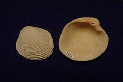 Periglypta reticulata