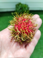 Nephelium lappaceum