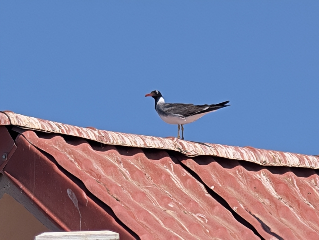 White-eyed gull perched on a corrugated roof against a blue sky, with a dark hood and red bill